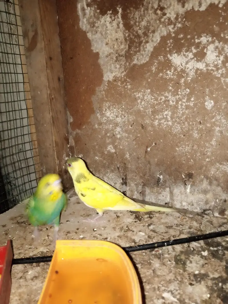 Australian pair and 2 Patha for sale — photo 5