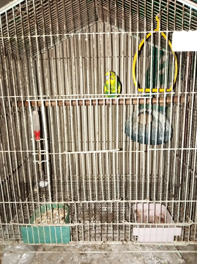 Australian pair and 2 Patha for sale — photo 7