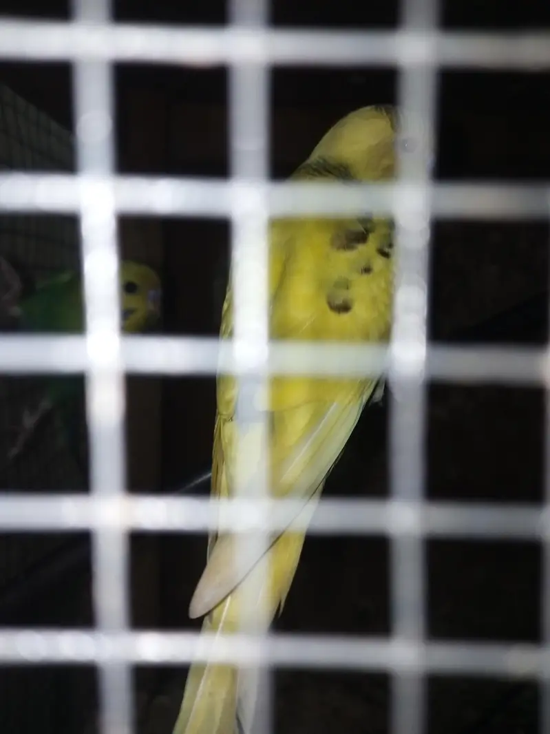 Australian pair and 2 Patha for sale — photo 8