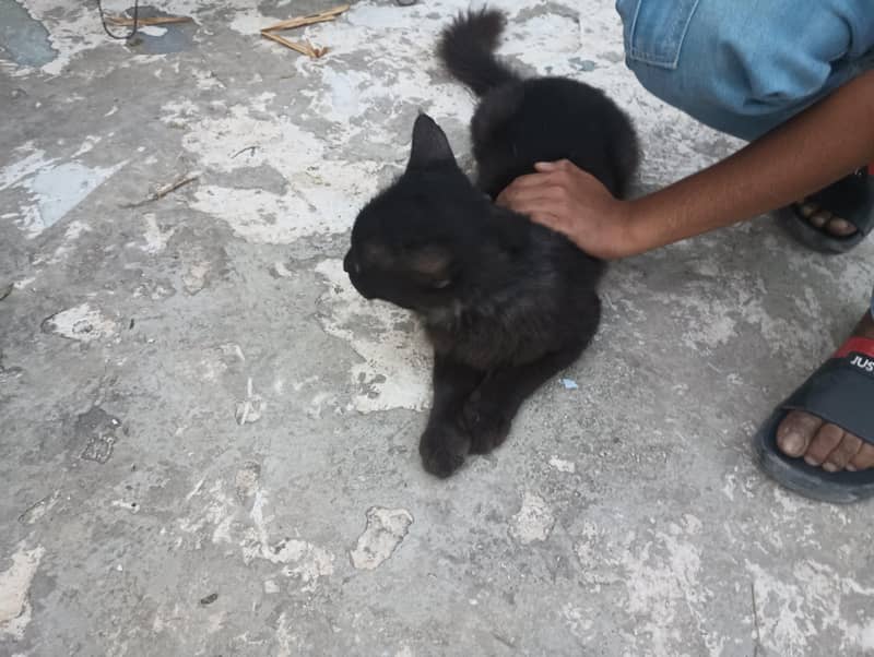 Persian cat 1