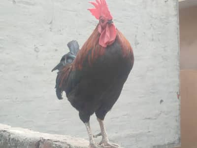 Healthy & Active Pure Desi Rooster / Heavy Size Murga Sale