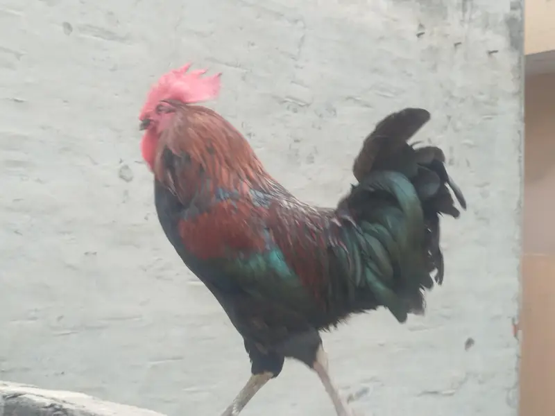 Healthy & Active Pure Desi Rooster / Heavy Size Murga Sale — photo 2