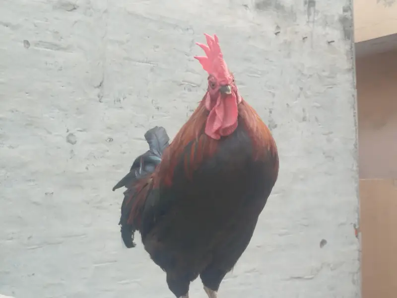 Healthy & Active Pure Desi Rooster / Heavy Size Murga Sale — photo 3