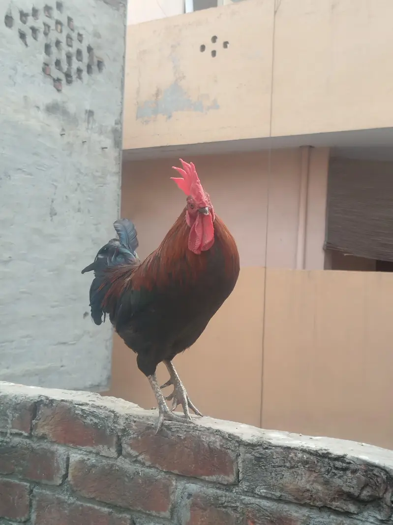 Healthy & Active Pure Desi Rooster / Heavy Size Murga Sale — photo 4