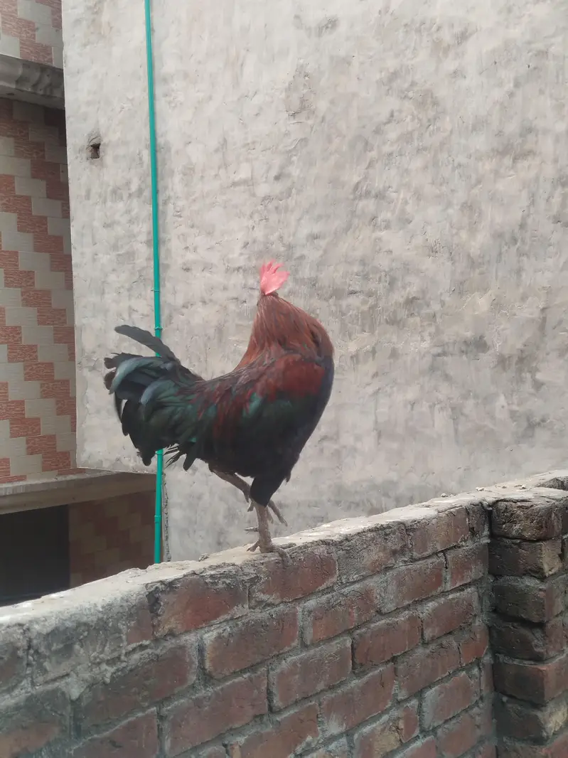 Healthy & Active Pure Desi Rooster / Heavy Size Murga Sale — photo 5