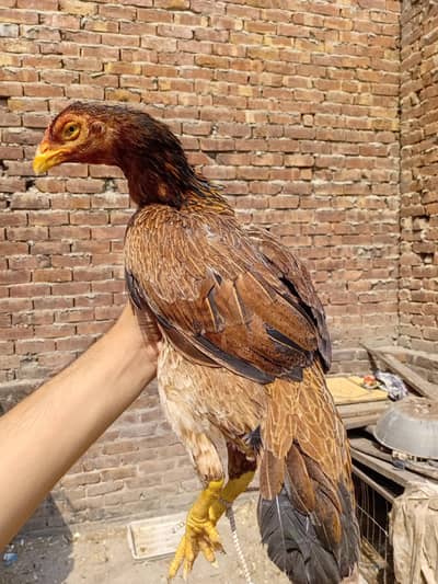 quality Madi available 03350661457