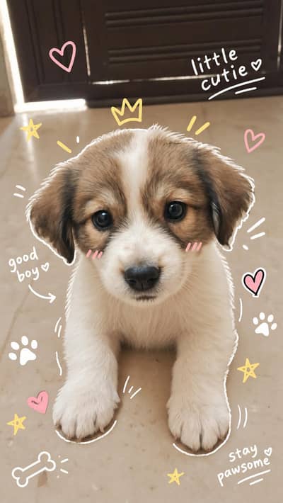 cute dog