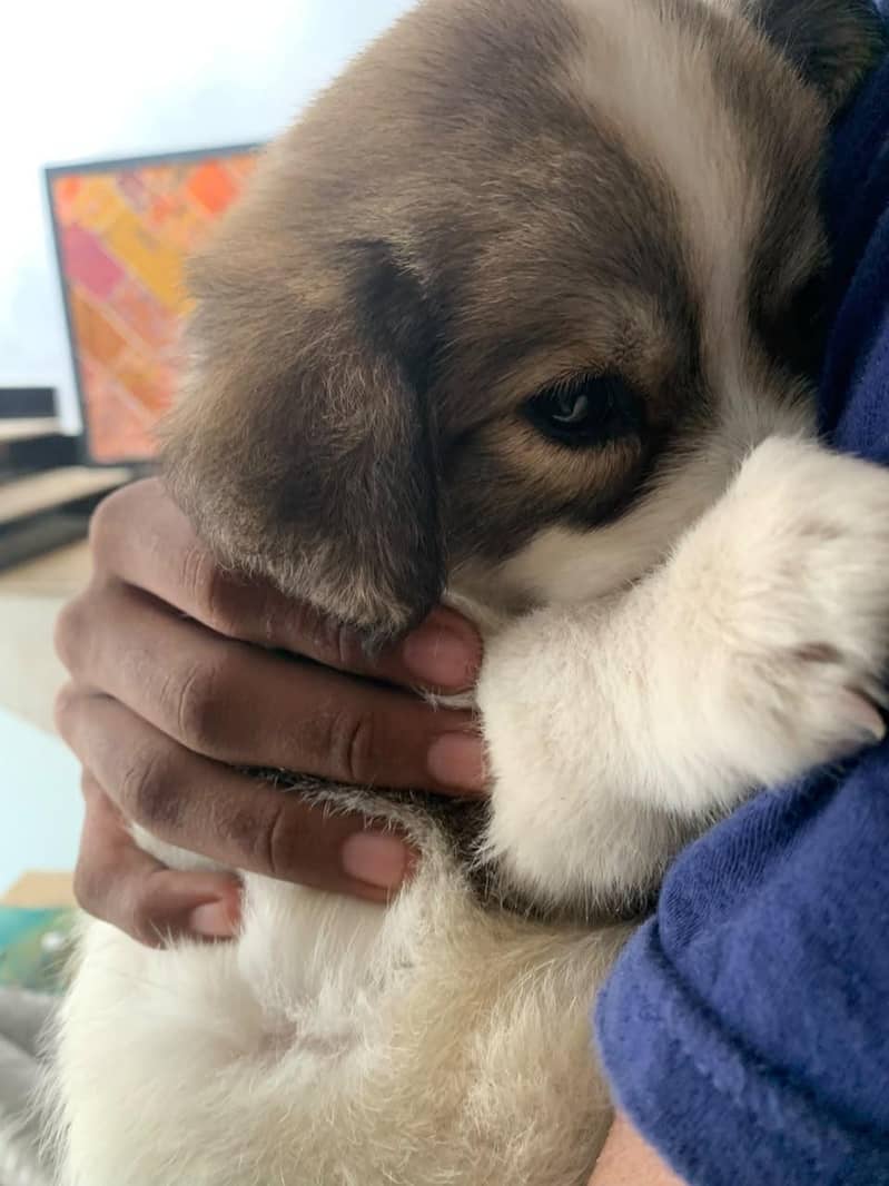 cute dog 1