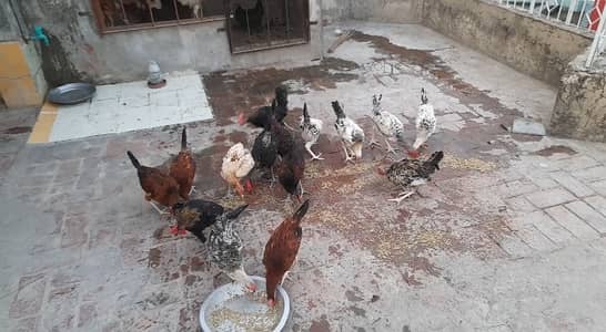 Only Murga for sale