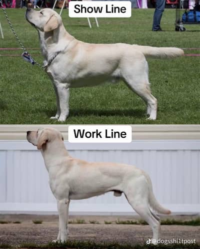 workline amrican labrador pup