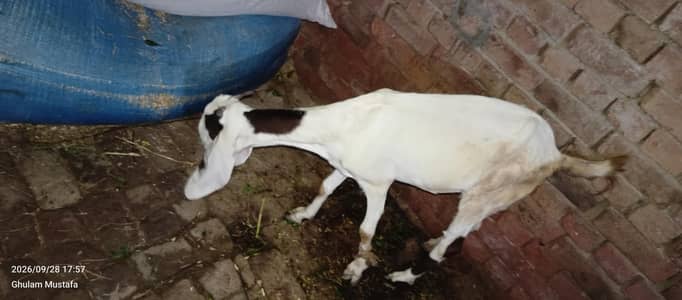 goat foe sale