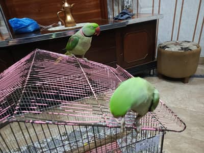 handtame parrot