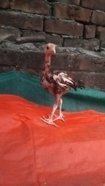 Aseel sindhi chicks