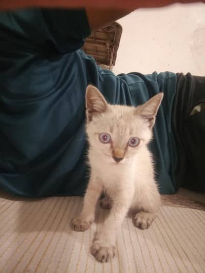Kitty
