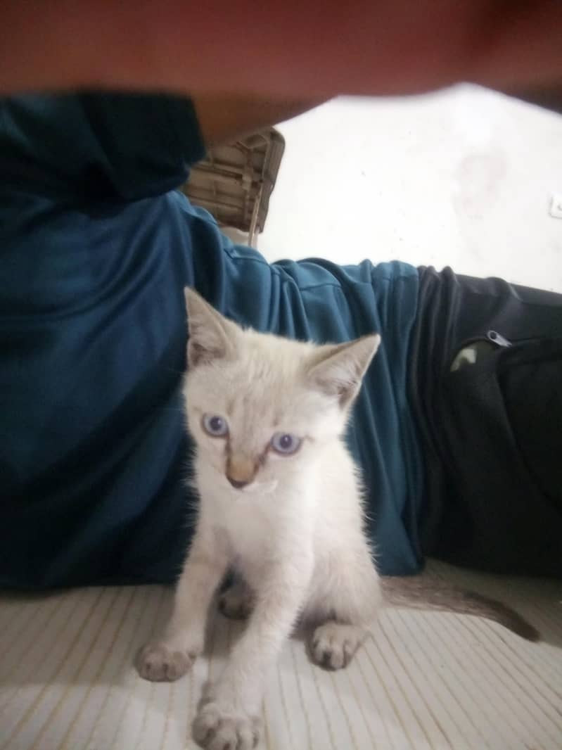 Kitty 1