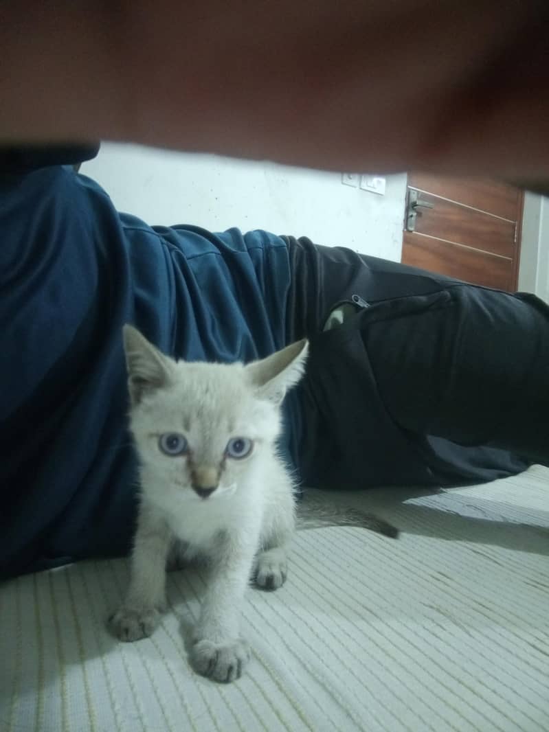 Kitty 2