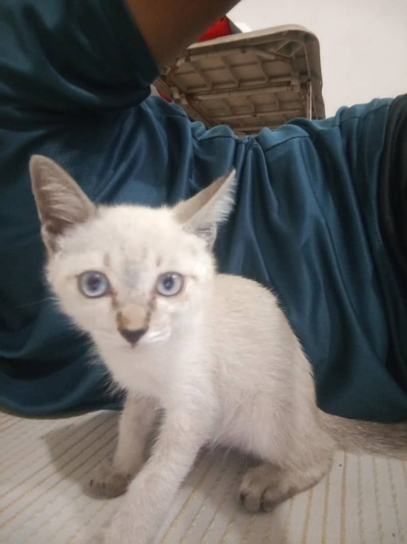 Kitty 3
