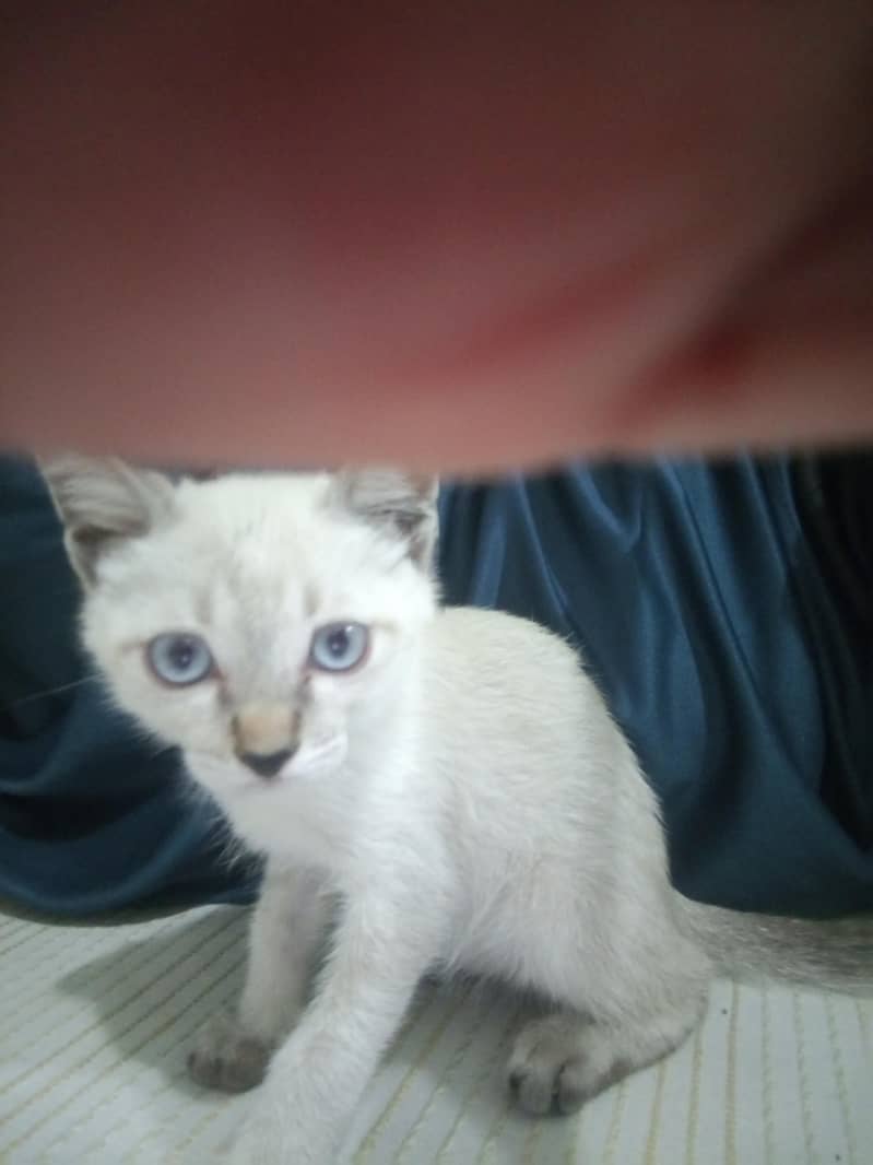 Kitty 4