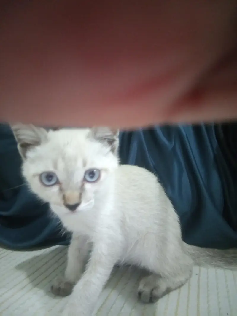 Kitty — photo 5