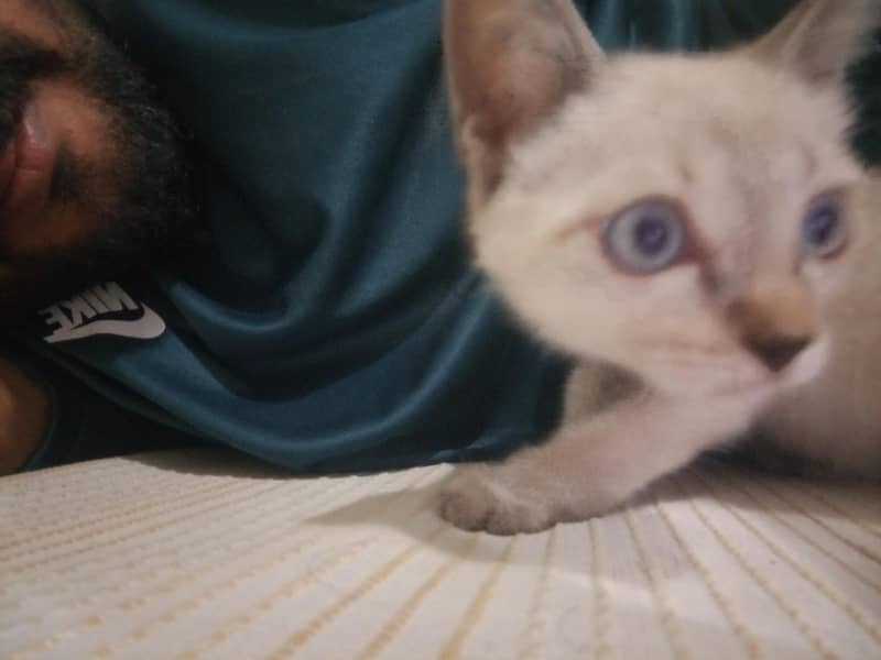 Kitty 5