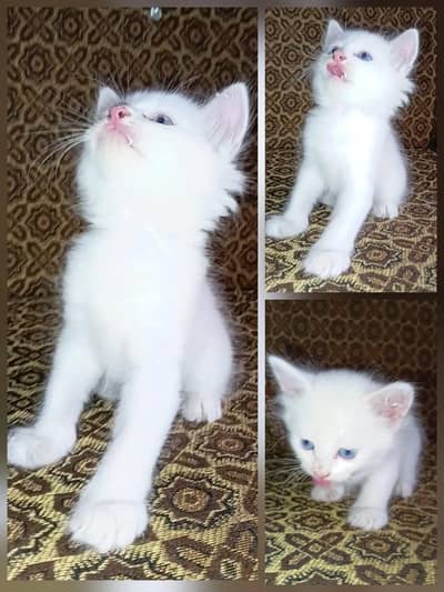 Beautiful Persian Cat Kitten – 1.5 Months Old