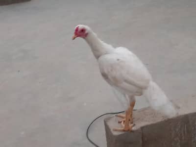 white Heera for sale