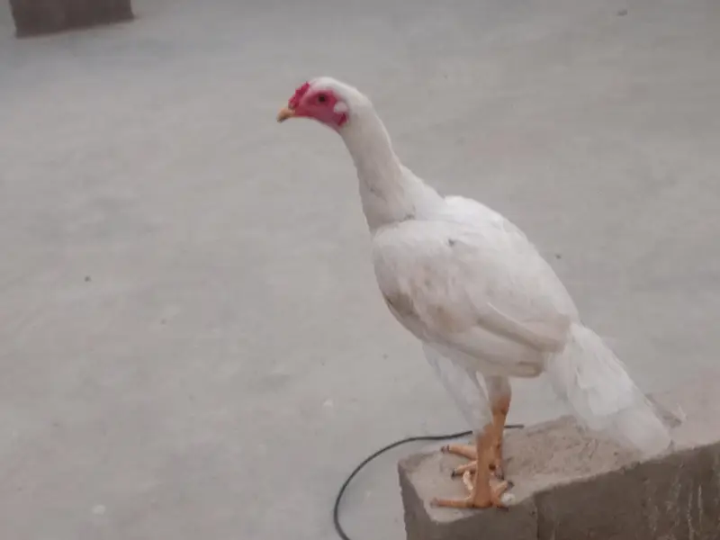 white Heera for sale — photo 2