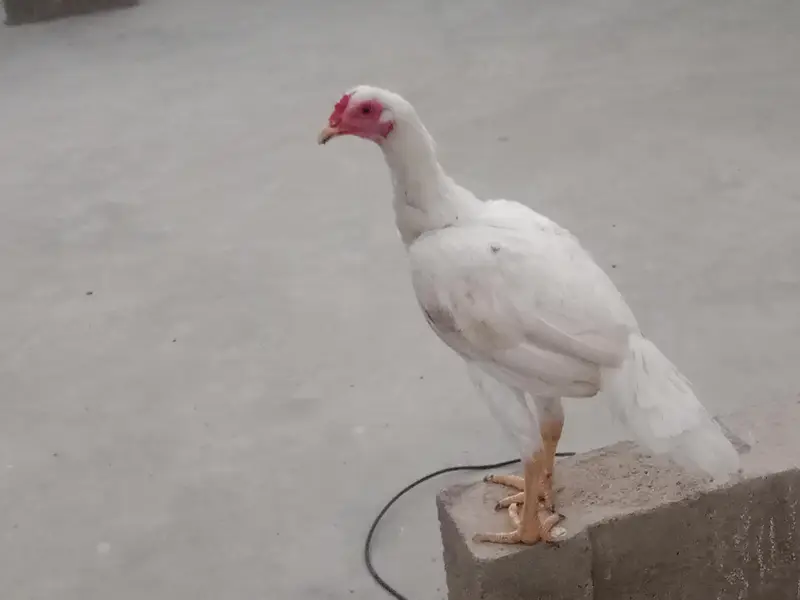 white Heera for sale — photo 3