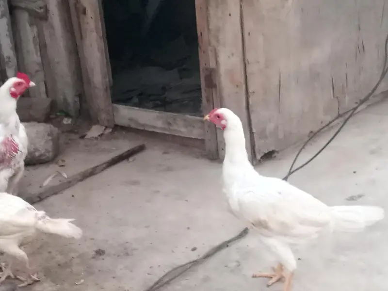 white Heera for sale — photo 4