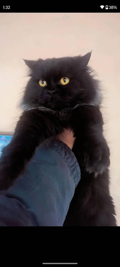 Persian cat