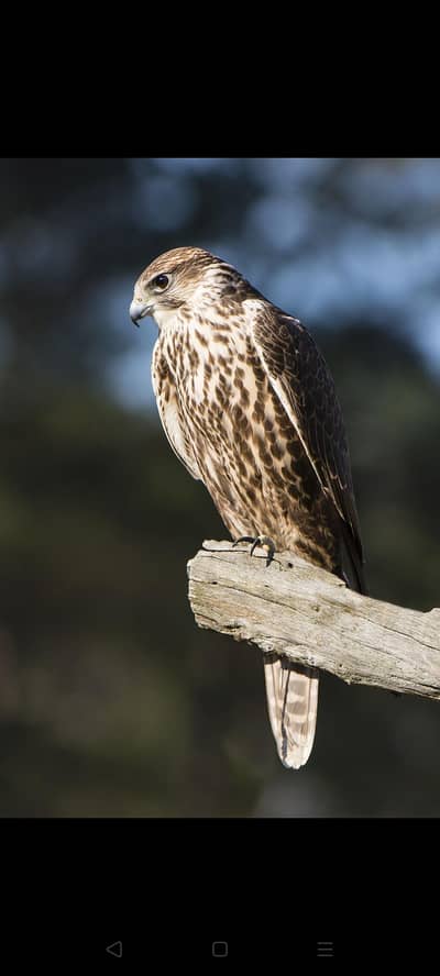 Sparrowhawk