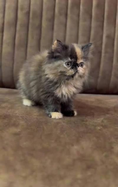 Pure Persian kittens for sale only (adults cats availabe on adoption)