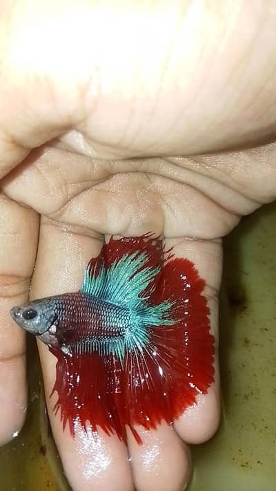Betta fish