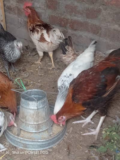 Misrii hens male for sale-pet hens