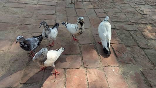 home pigeons