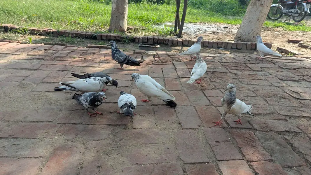 home pigeons — photo 2