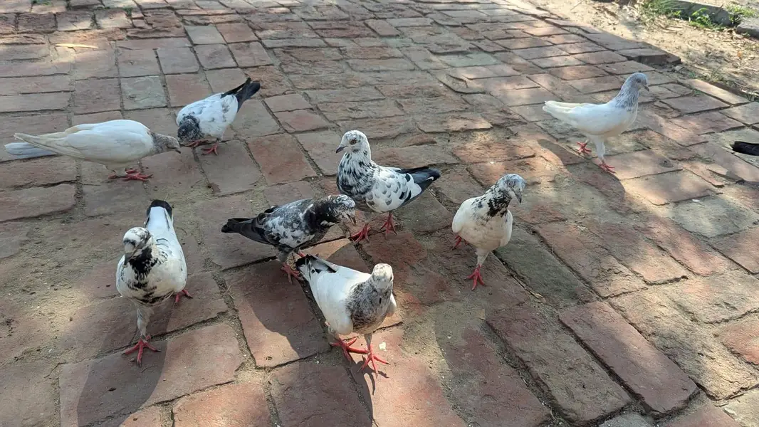 home pigeons — photo 3