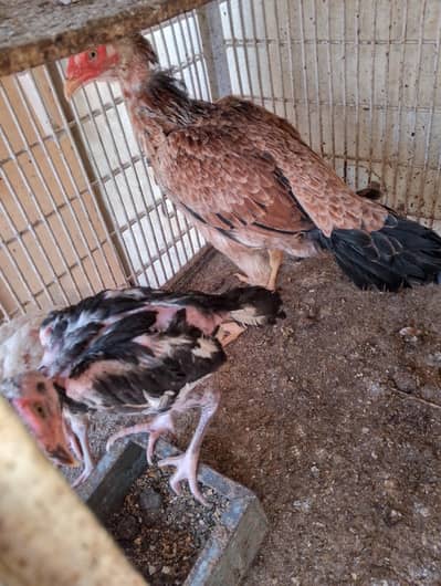 5 asel cheks and one asel hen