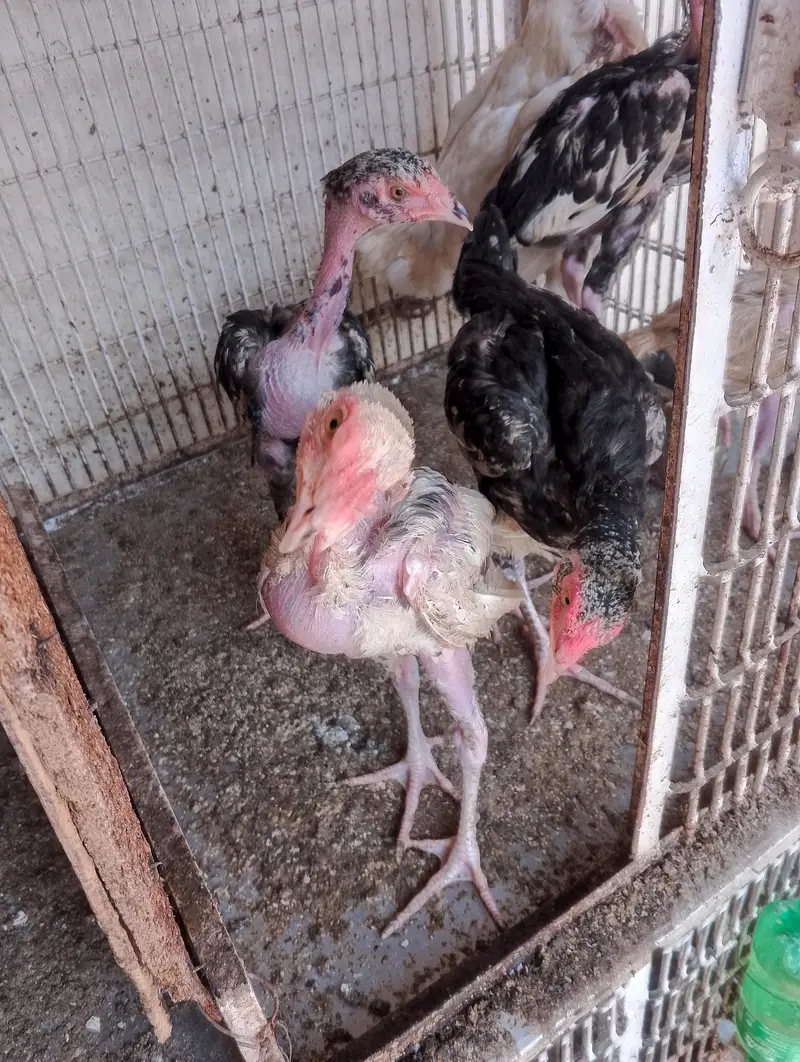 5 asel cheks and one asel hen — photo 2