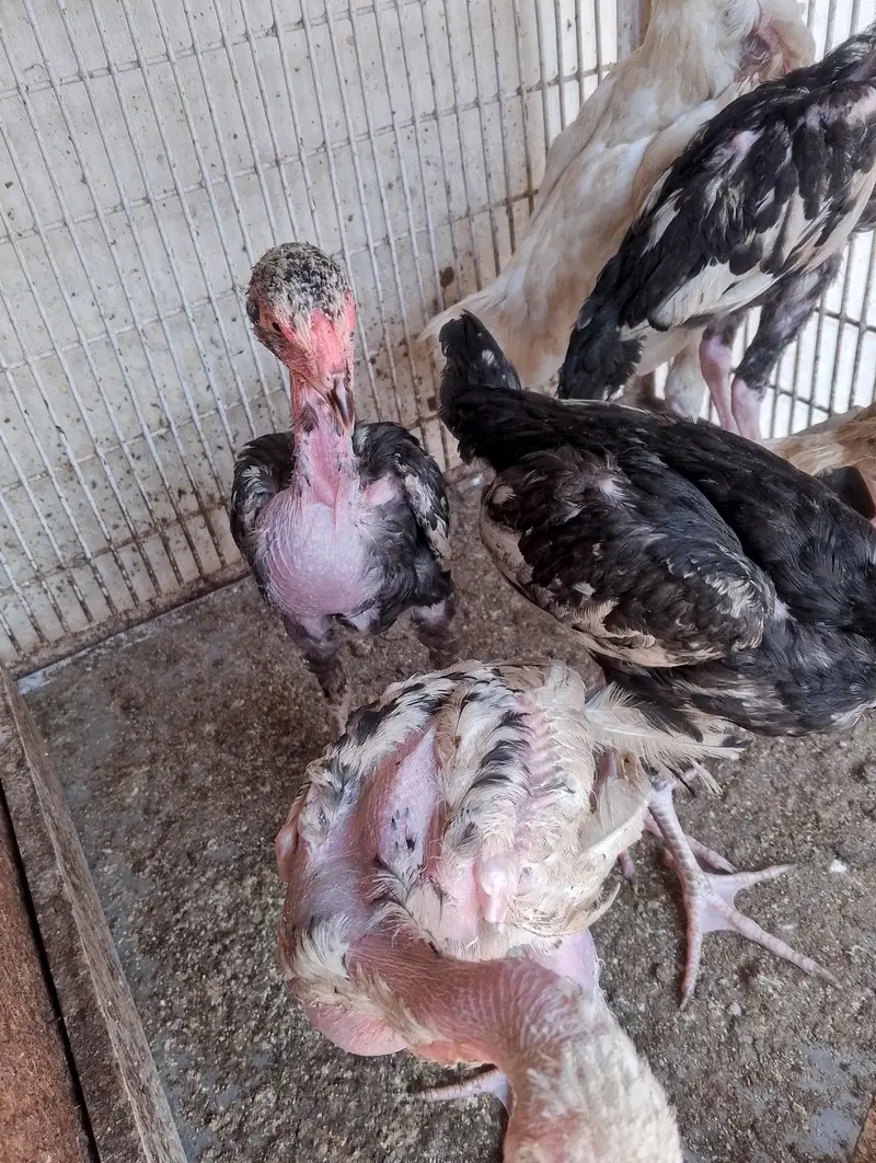 5 asel cheks and one asel hen — photo 3