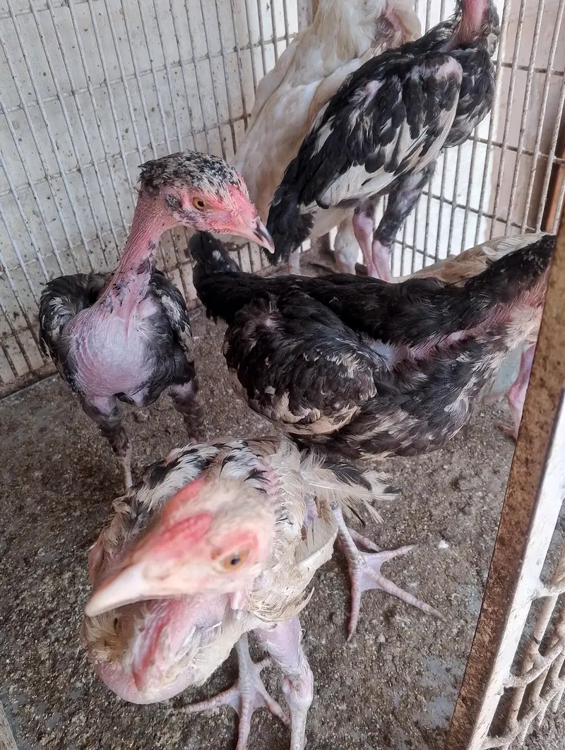 5 asel cheks and one asel hen — photo 4