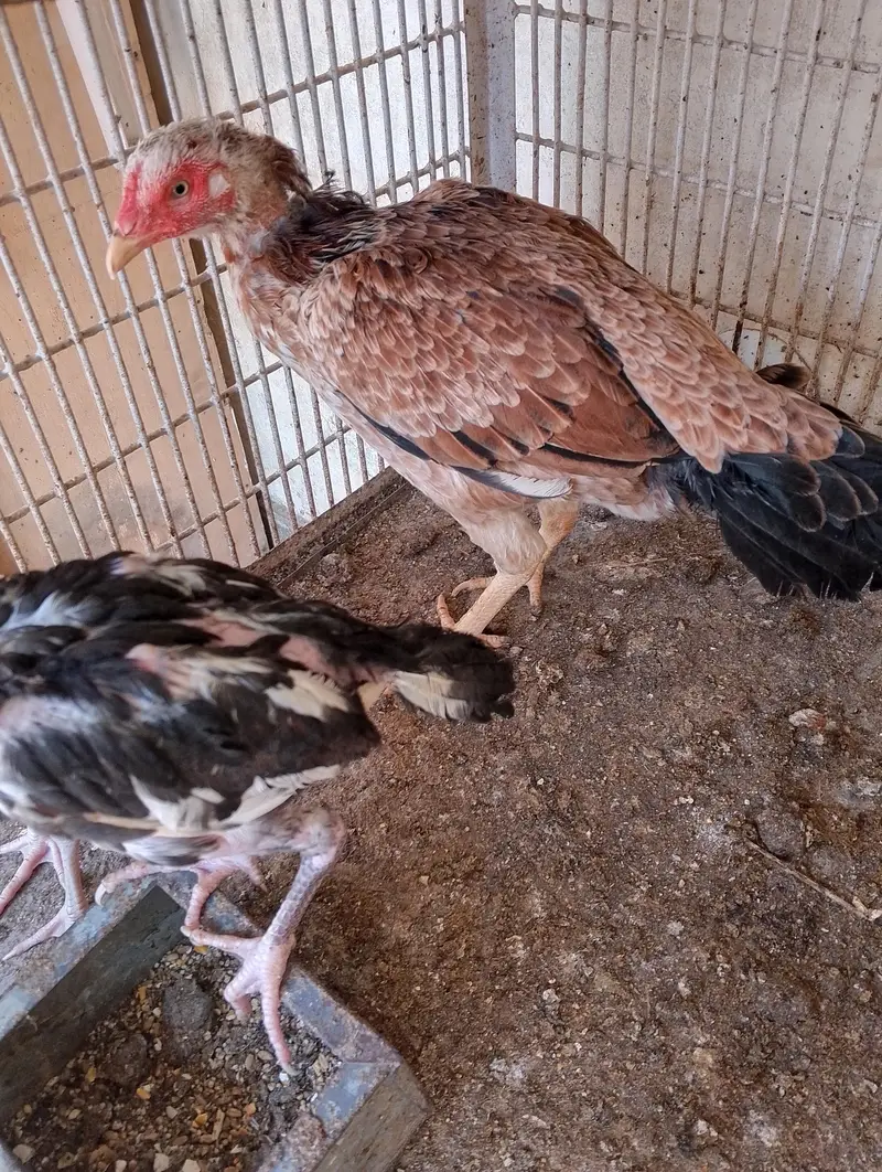 5 asel cheks and one asel hen — photo 5
