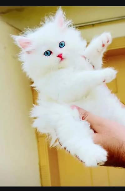 (Persian female kitten) (for sale all) (Pakistan delivery available)