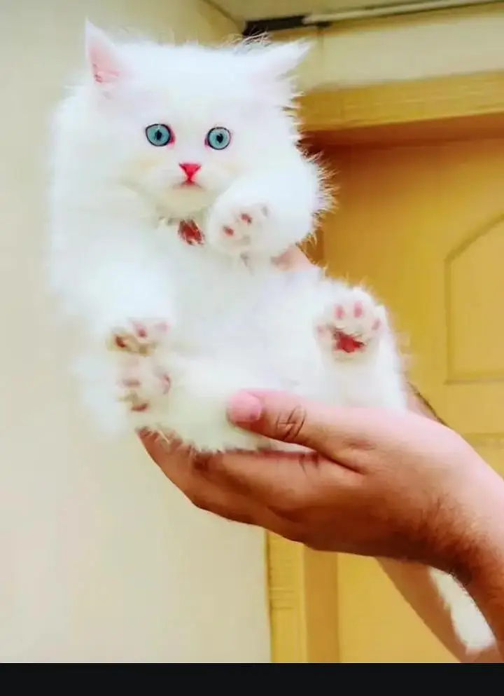 (Persian female kitten) (for sale all) (Pakistan delivery available) — photo 2