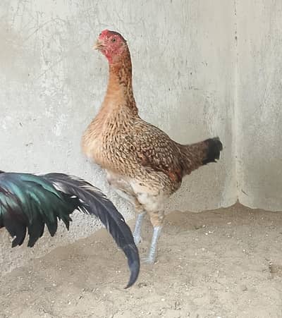 Bumri Hen