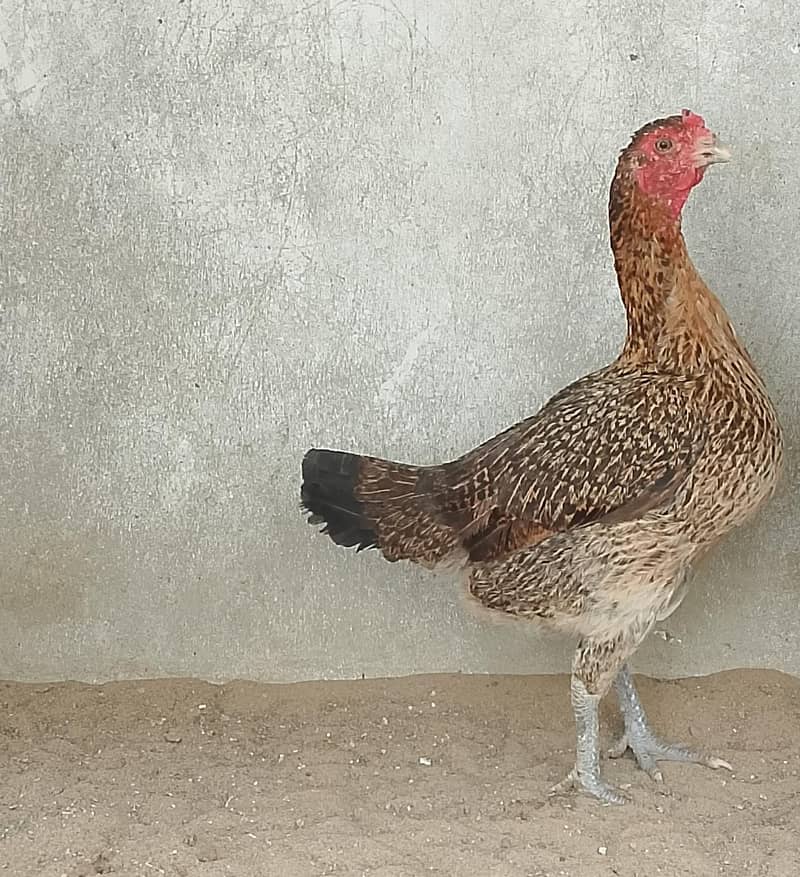 Bumri Hen 1