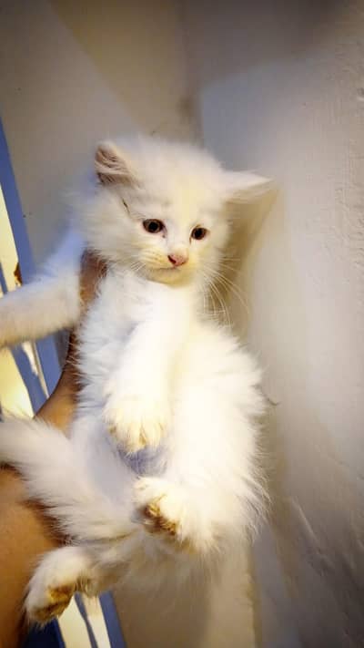 Persian kittens