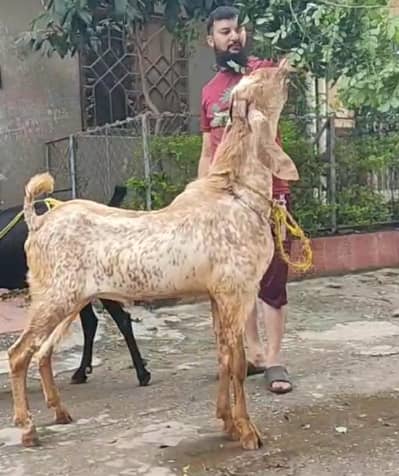 Makhicheenabakry 4teeth breeder active  healthy and vaccinated