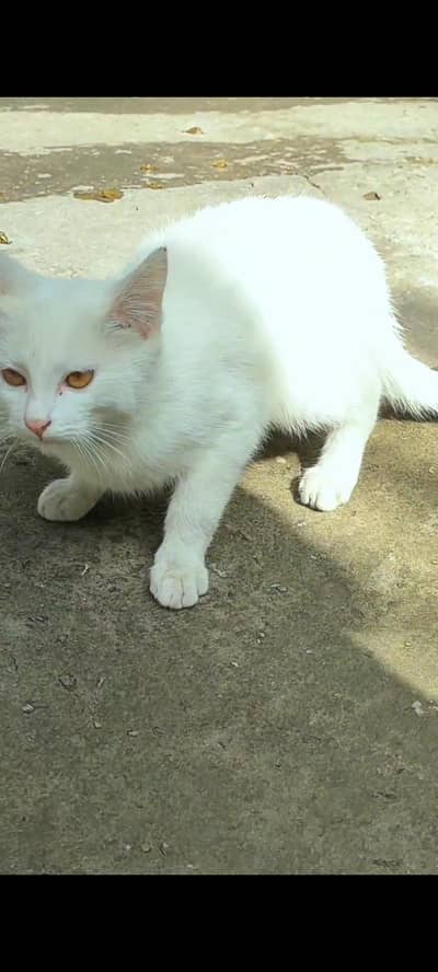 persian kitten male