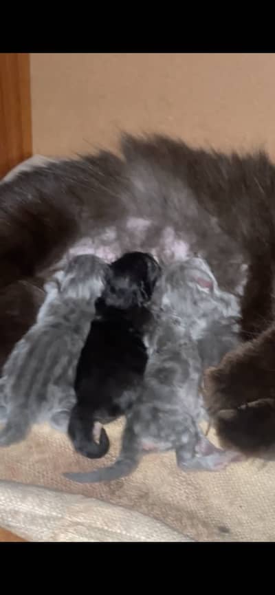 Black and grey kittens.    wtsp(03139288575)